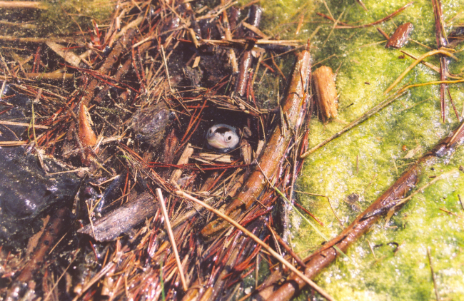 A juvenile terrapin poking its head up for a look around