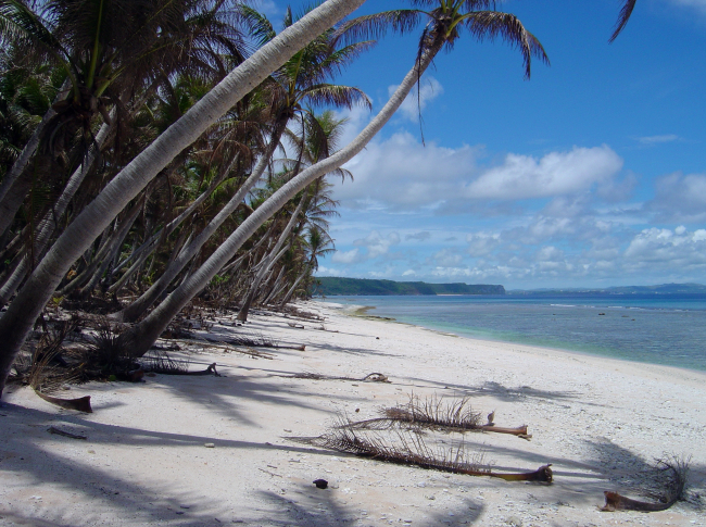 Palm trees overhanging a beach on Guam