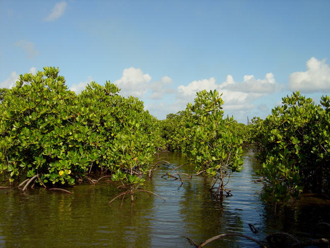 Mangroves growing in the coral rocks of the Guam coastline