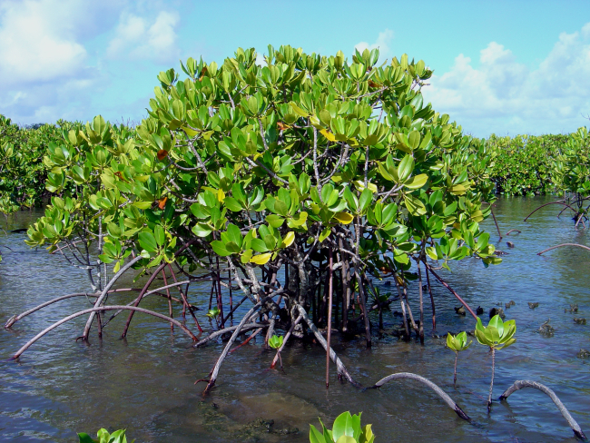 Mangroves growing in the coral rocks of the Guam coastline