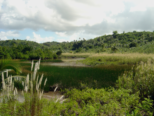 Phragmites marshland in wetlands of Guam