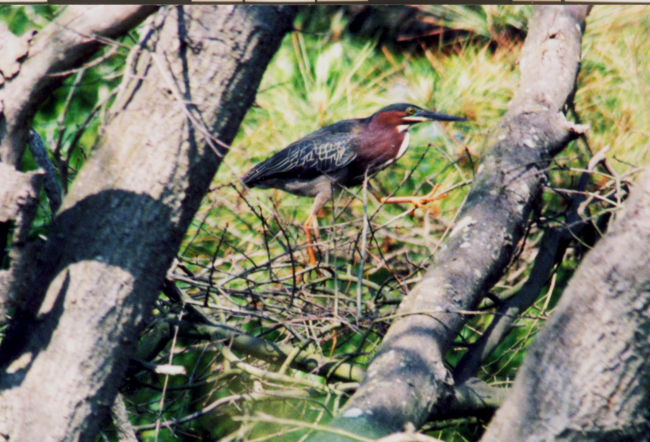 A little green heron (Butorides virescens )