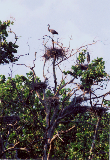 Patuxent River heronry