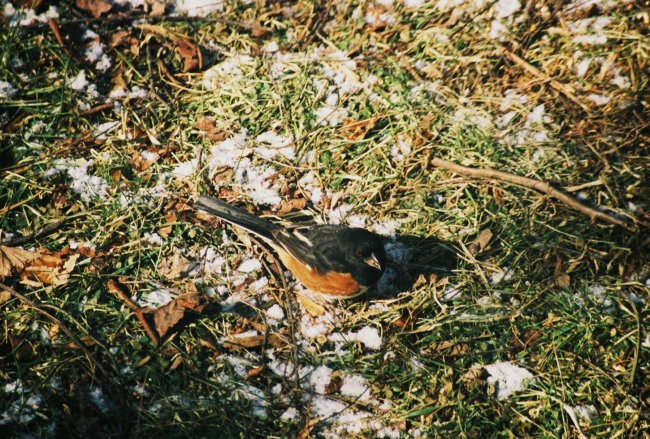Eastern towhee (Pipilo erythrophthalmus)