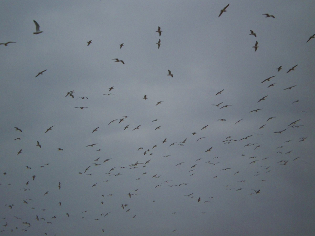 A multitude of seagulls over the Patuxent River silhouetted against an overcastsky