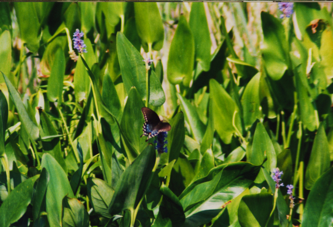Butterfly on arrow arum in the Patuxent River