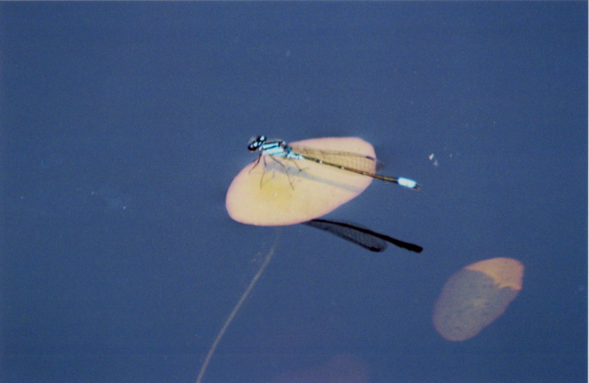 Damselfly resting on a lily pad
