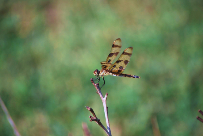Dragonfly