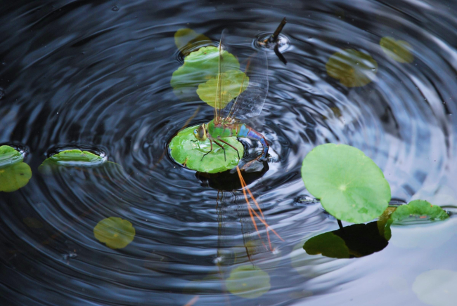 Dragonfly on a lily pad