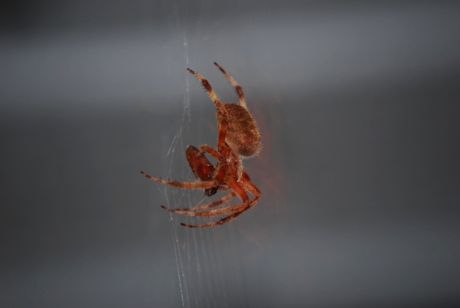 An orb spider with prey