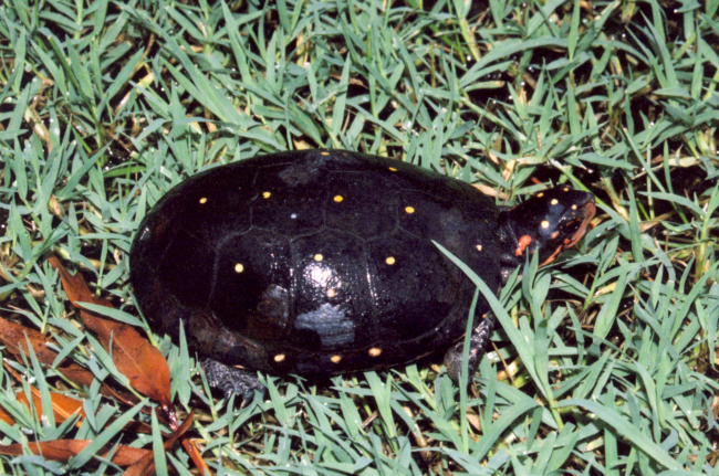 Spotted turtle