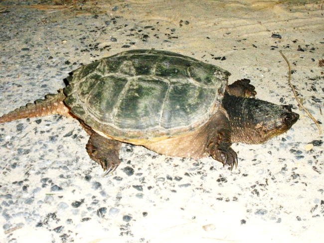 Snapping turtle - be careful with these critters, they can inflict serious bites