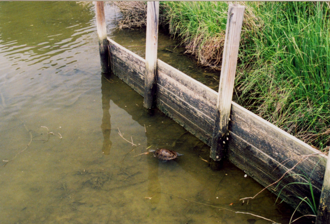 Terrapin swimming in the Patuxent River