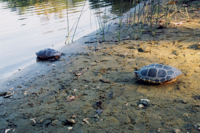 Terrapin on beach