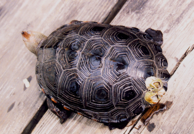 Commensalism -  barnacles on terrapin