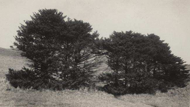 The only trees in the Aleutian Islands