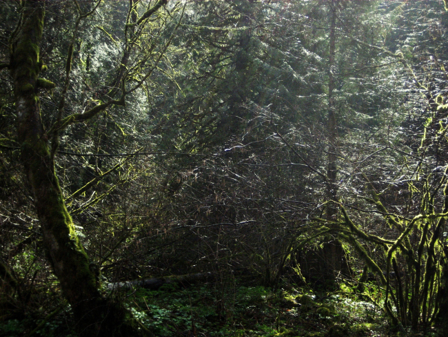 Mossy trees near Multnomah Falls