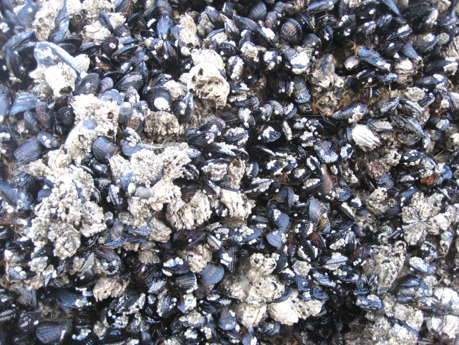 A mussel bed (Mytilus sp