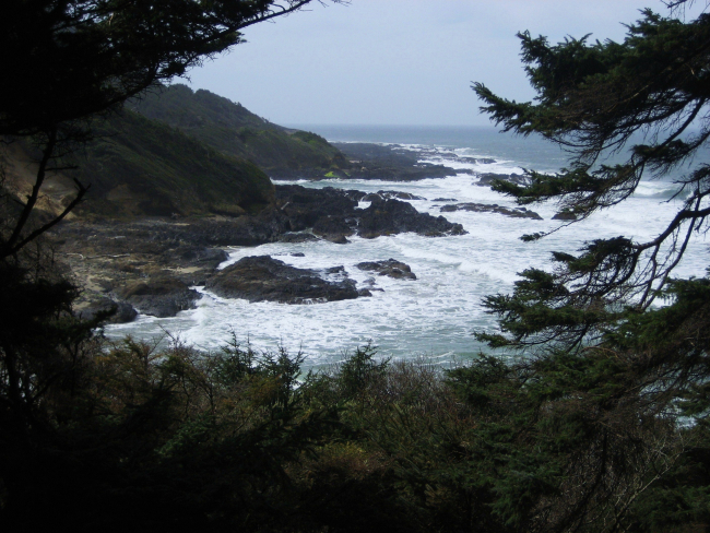 Trees, surf, rock, and fog