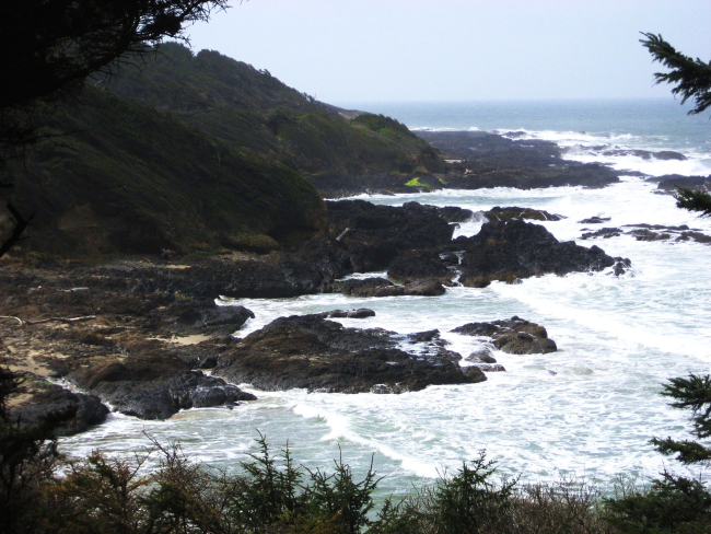 Trees, surf, rock, and fog