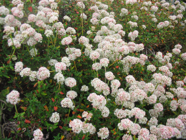 Dune buckwheat flowers (Eriogonum parvifolium)