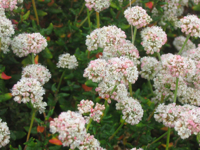 Dune buckwheat flowers (Eriogonum parvifolium)