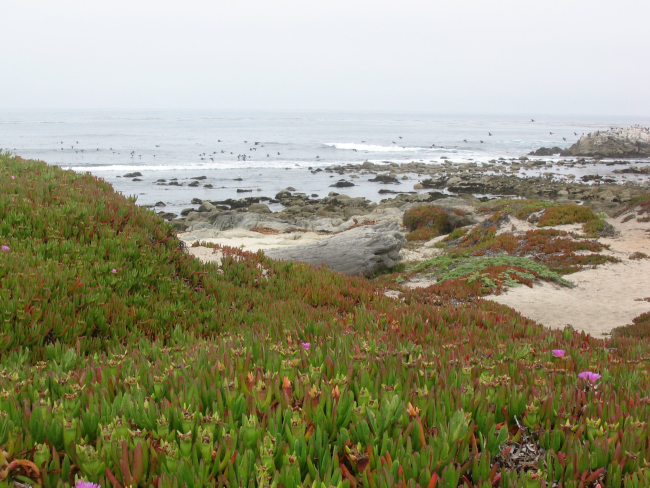 Iceplant (Carpobrotus edulis)