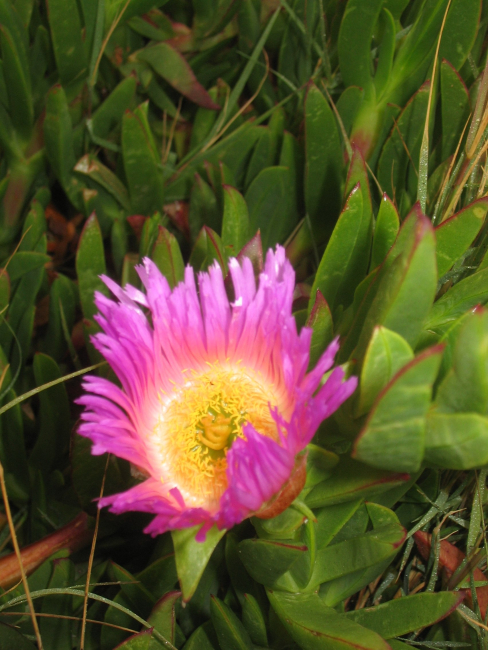 Pink and yellow iceplant flower (Carpobrotus edulis)