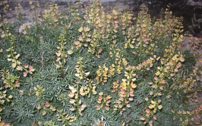 Tree lupine (Lupinus arboreus)