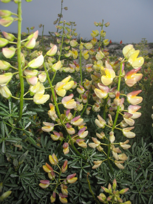 Tree lupine (Lupinus arboreus)