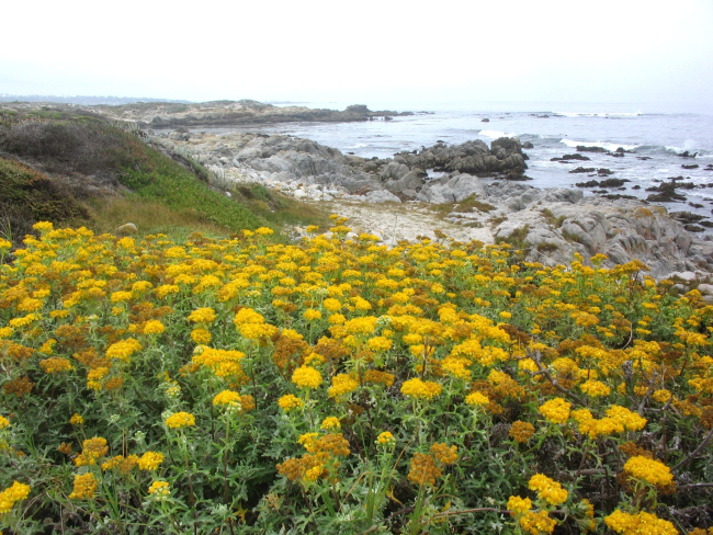 Eriophyllum staechadifolium artemisiaefolium