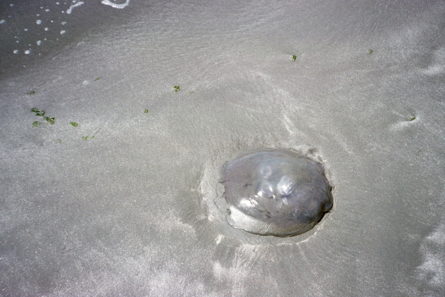 Doran Beach