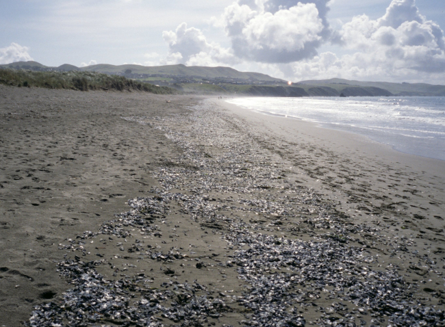 Doran Beach