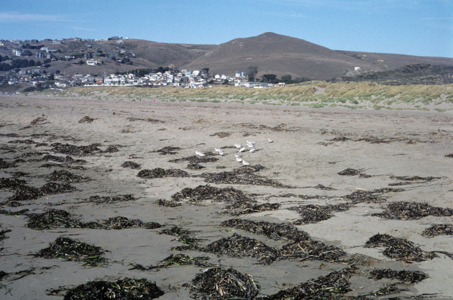 Dillon Beach
