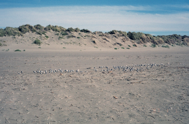 Dillon Beach