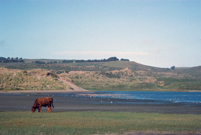Dillon Beach