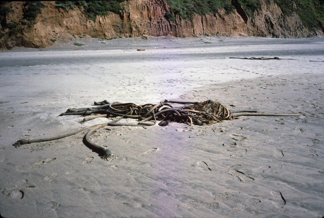 Bull kelp torn from its moorings on Kehoe Beach