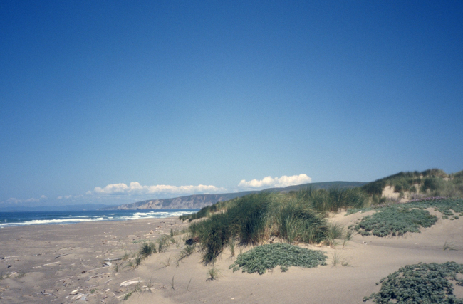 Point Reyes Great Beach