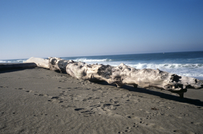 Point Reyes Great Beach