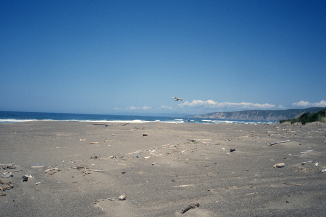 Point Reyes Great Beach