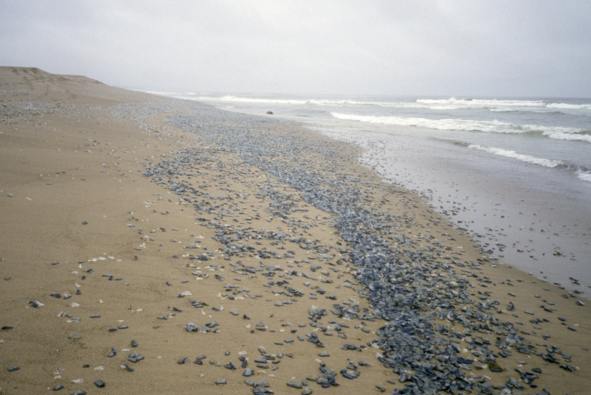 Point Reyes Great Beach
