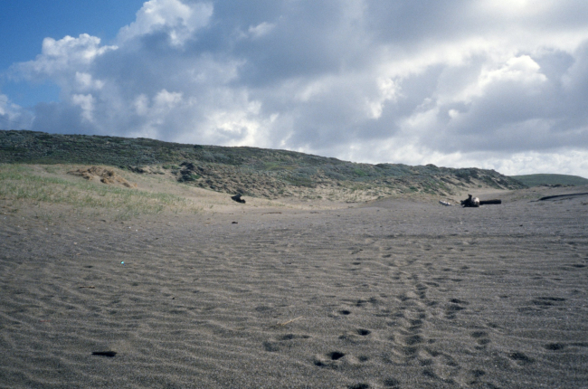Point Reyes Great Beach