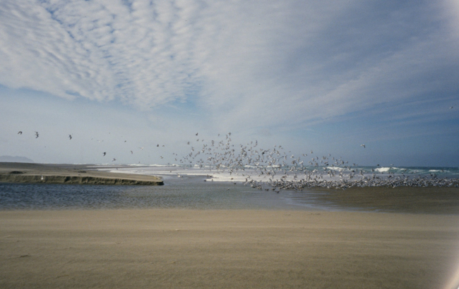 Point Reyes Great Beach