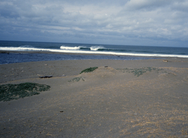 Point Reyes Great Beach