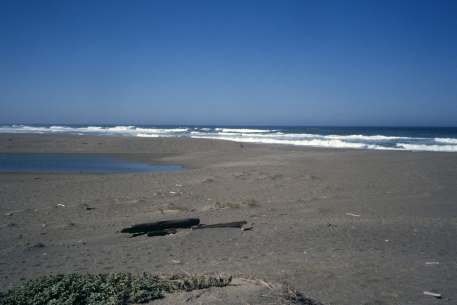 Point Reyes Great Beach