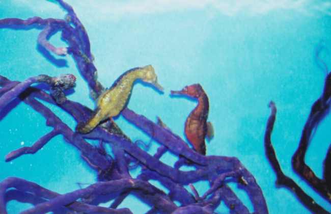Seahorses at the Marine Gardens aquariums at Coral World