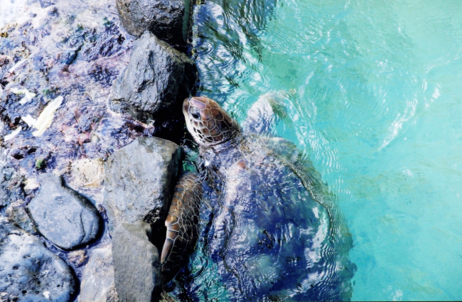 The turtle pool at Coral World