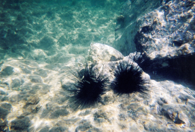 Snorkeling views