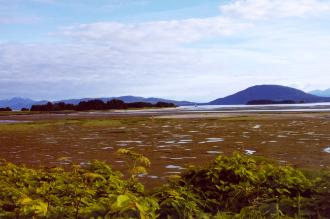 Low tide in a placid bay in Southeast Alaska