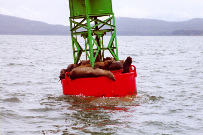 Sea lions find a resting place on a buoy in the labyrinth of Southeast Alaskawaterways